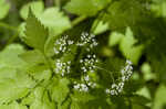 Sweet cicely <BR>Anise-root <BR>longstyle sweetroot